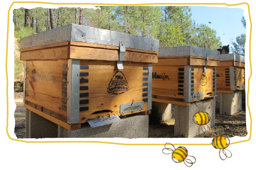 savethebzzz, colmenas 4