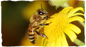 Las curiosidades más curiosas de las abejas