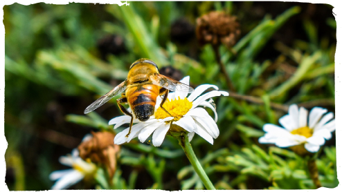 Ya está aquí la primavera, flores y abejas