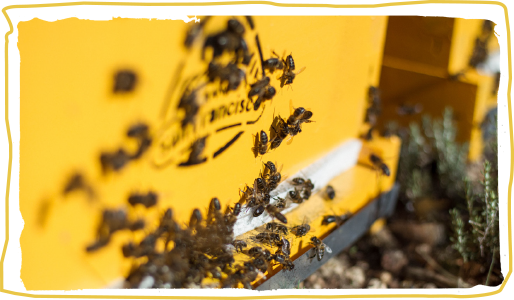 Ya está aquí la primavera, colmenas abejas