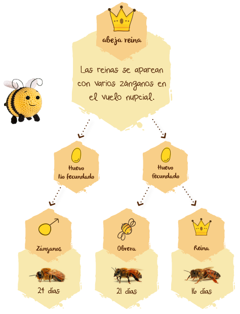 ¿Cómo se reproducen las abejas? ciclo reproducción