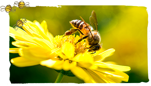 ¿Cómo se reproducen las abejas?