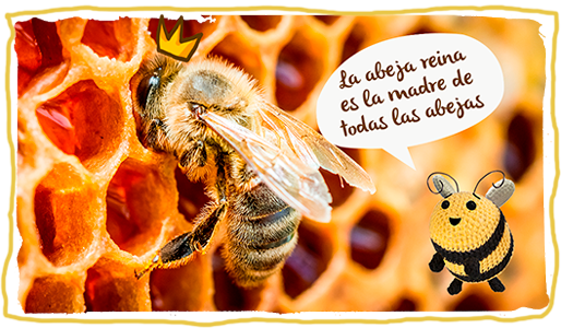 ¿Cómo se reproducen las abejas? abeja madre