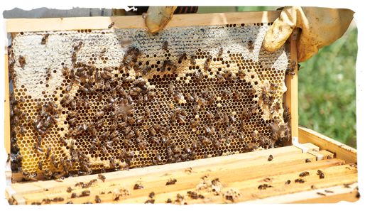 ¿Cómo se reproducen las abejas? colmenas