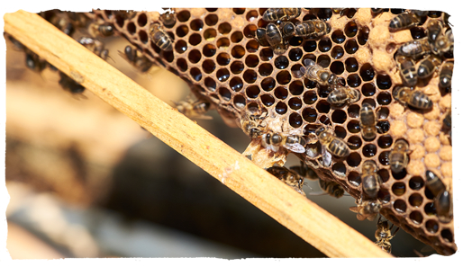 ¿Cómo se reproducen las abejas? panales
