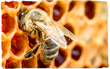 ¿Cómo se reproducen las abejas?