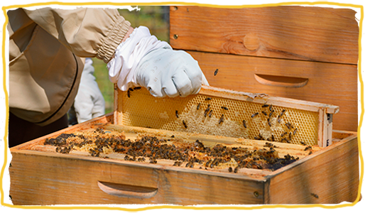 Día Mundial de las Abejas, colmena