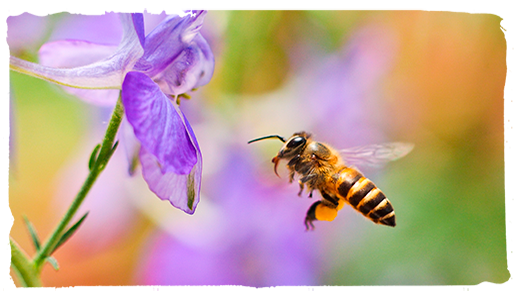 Día Mundial de las Abejas, abeja