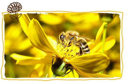 las abejas y las plantas