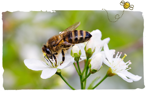 las abejas y las plantas, polinización