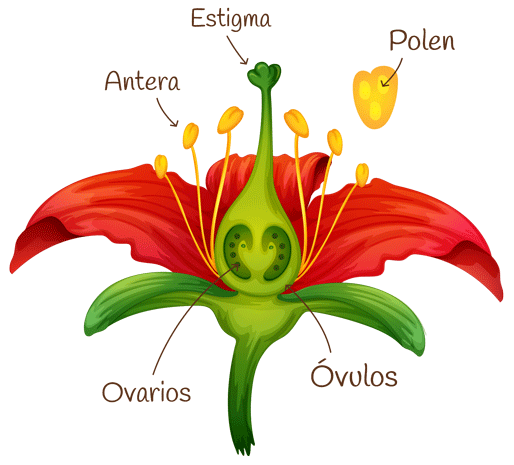 las abejas y las plantas, flor