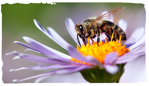 las abejas y las plantas, flor 2