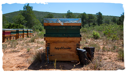 Parque Natural de Chera, colmenas 5