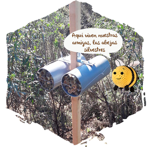investigador del CSIC, abejas silvestres