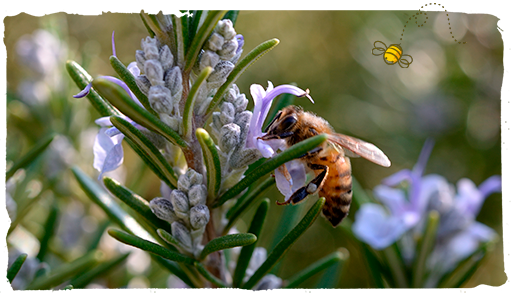 investigador del CSIC, abeja en flor 2