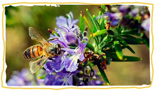 investigador del CSIC, abeja en flor 1