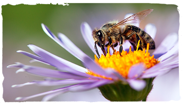 ¿Qué damos las abejas a las plantas?