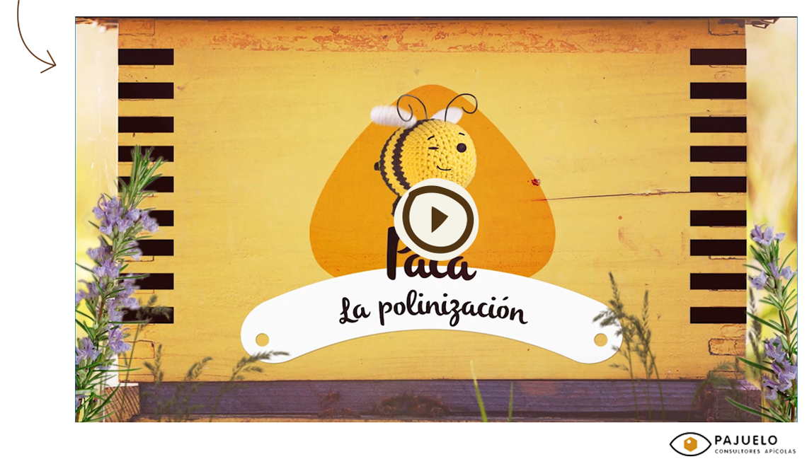 las abejas y las plantas, abejas y polinización