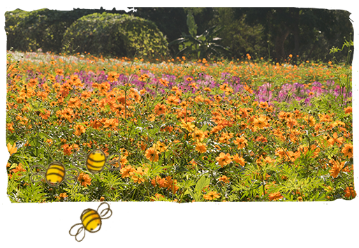 las plantas melíferas