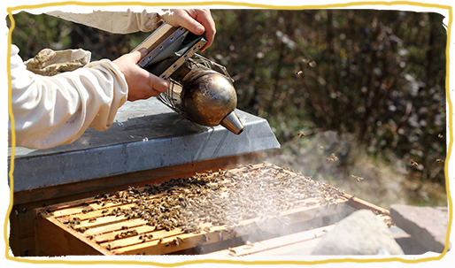 Las abejas y el humo, colmenas
