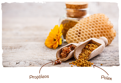 las plantas y las abejas, popóleos 1