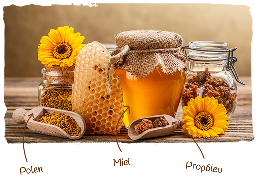 las plantas y las abejas