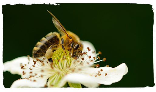 las plantas y las abejas, polen 3