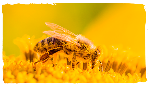 las plantas y las abejas, polen 1