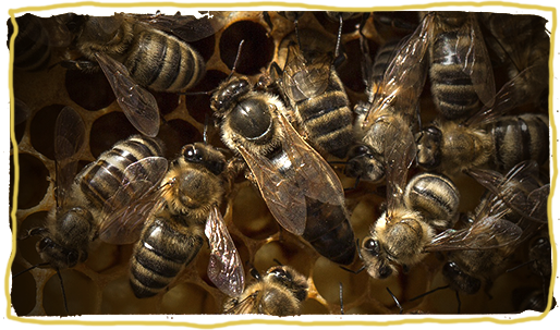 Dentro de la colmena, abeja reina