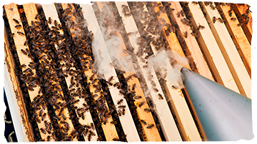 Las abejas y el humo