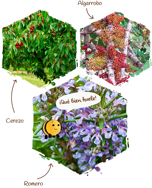 las plantas melíferas, campo de flores