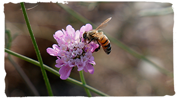 Las razas de abejas de miel