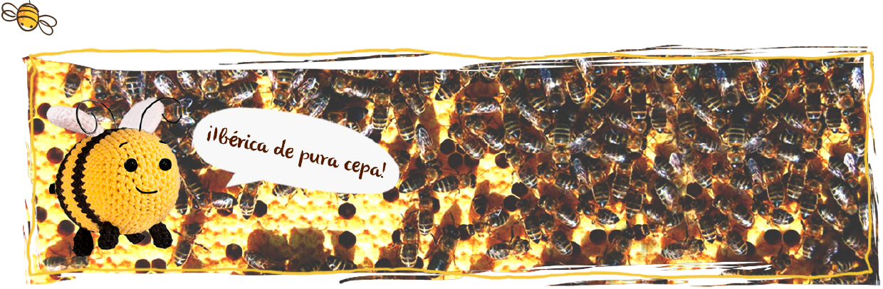 as razas de abejas, abeja negra
