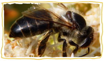 las razas de abejas, abeja negra europea 2
