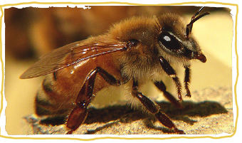 las razas de abejas, abeja italiana