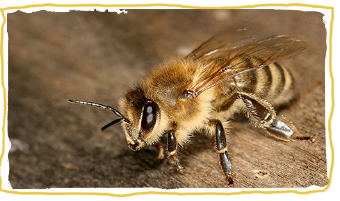 las razas de abejas, abeja cárnica