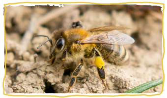 las razas de abejas, Apis mellifera carnica