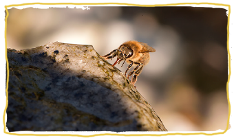 las razas de abejas, Apis mellifera iberiensis
