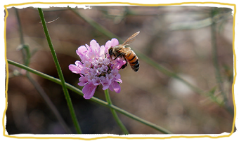 las razas de abejas, Apis mellifera ligústica