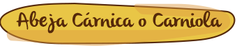 las razas de abejas, abeja cárnica
