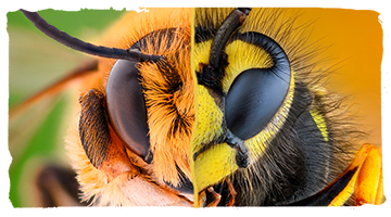 ¿Cómo diferenciar las avispas y abejas?