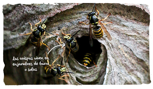 las avispas y abejas, defensa 2