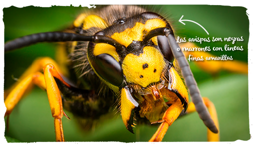 las avispas y abejas, marrones