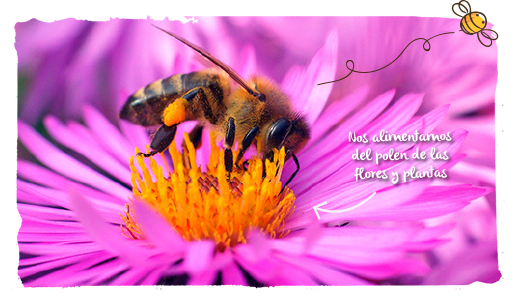 las avispas y abejas, negras 2
