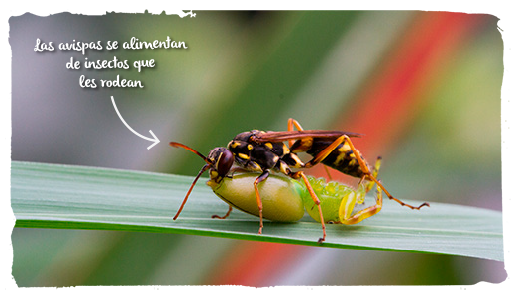 las avispas y abejas, marrones 2