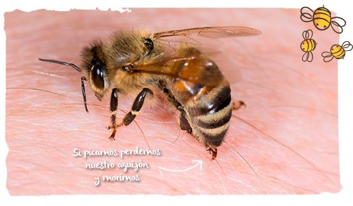 las avispas y abejas, comida 1