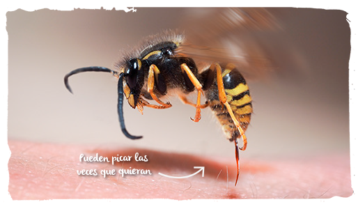 las avispas y abejas, comida 2