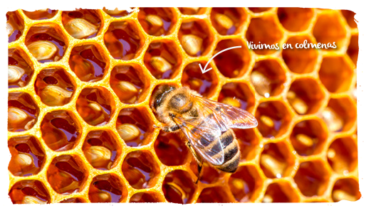 las avispas y abejas, defensa 1