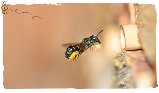 Los hoteles para polinizadores, abeja