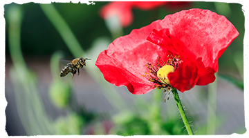 ¡Cultiva plantas para atraer abejas y ayúdanos!